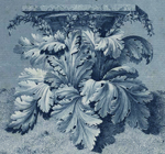 acanthus image